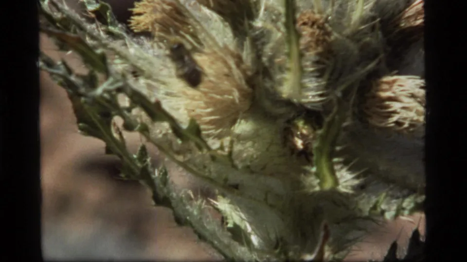 1977 8mm Montana frame showing a close thistle-like plant, fuzzy blooms, and a dark insect against dry ground blur.
