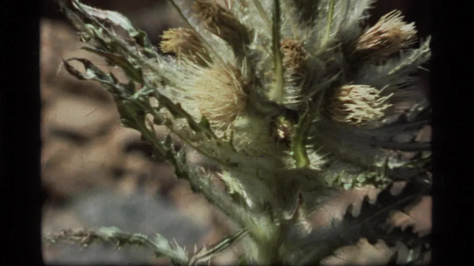 Close 1977 8mm Montana view of a spiky thistle-like plant, with the insect less distinct among fuzzy bloom heads.
