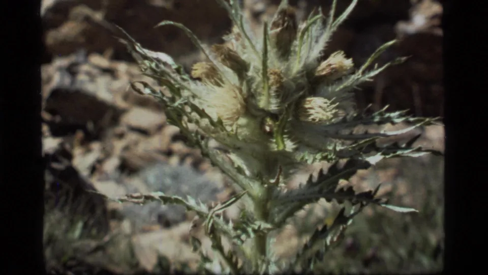 Wider 1977 8mm Montana view of the thistle-like plant rooted in dry rocky ground, with fuzzy blooms and spiny leaves visible.