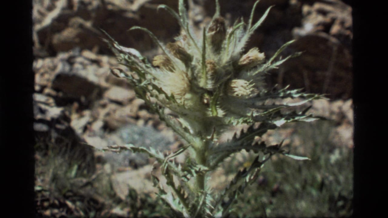 1977 Sapphire Lake 8mm frame showing a thistle-like plant with fuzzy pale blooms against rocks and sparse grass.