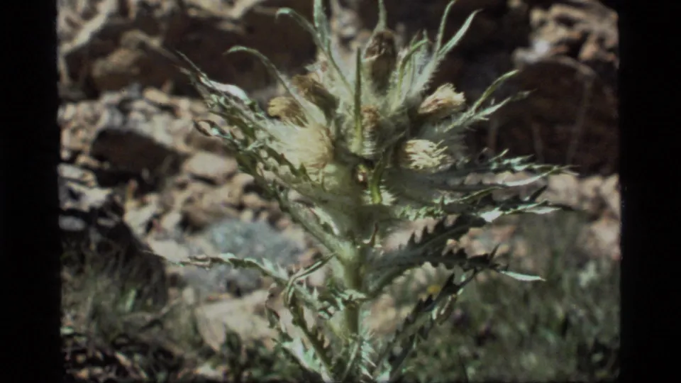 1977 Sapphire Lake 8mm frame showing a thistle-like plant with fuzzy pale blooms against rocks and sparse grass.