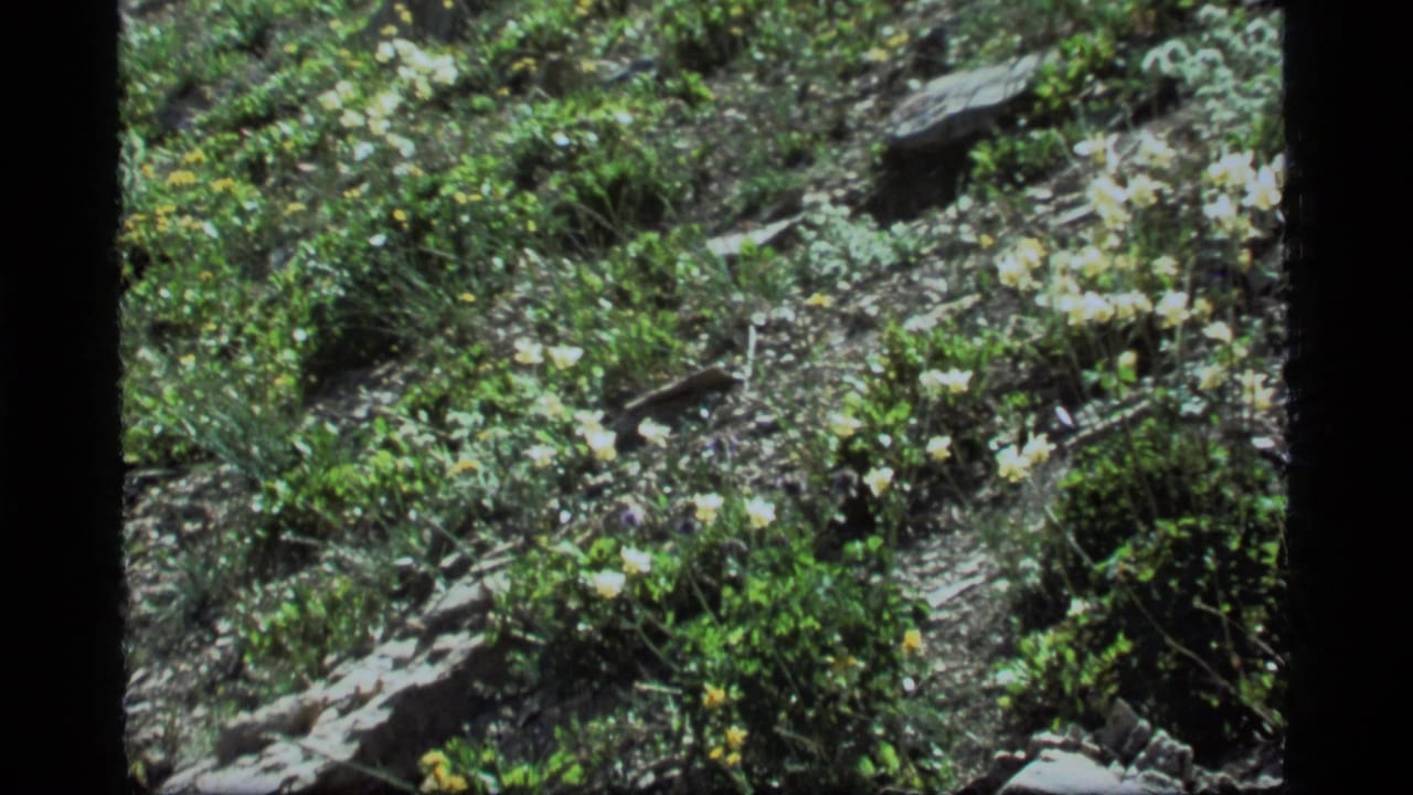 Sapphire Lake forest-floor vegetation with scattered stones, green foliage, and small wildflowers in a faded 8mm frame.