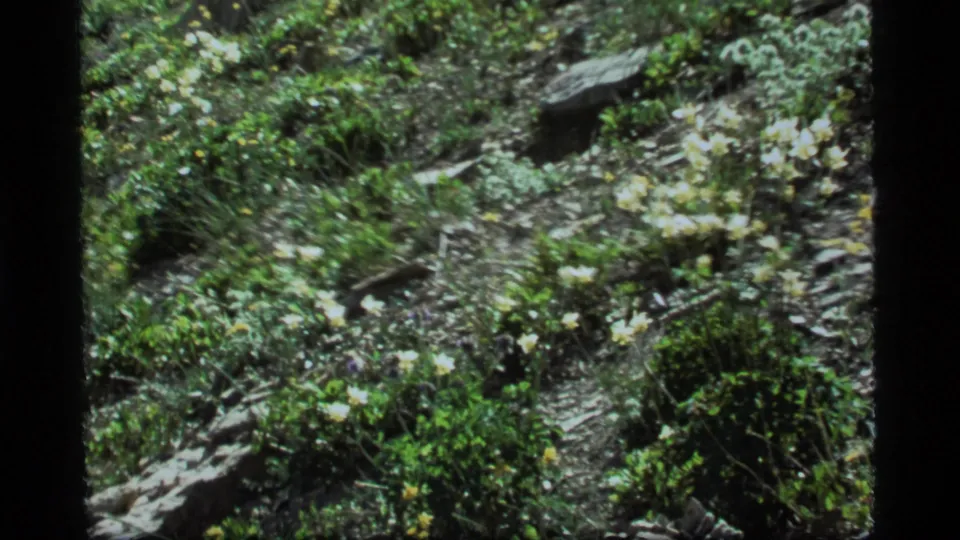 1977 Montana home-movie frame of low plants, pale blossoms, and stones on the forest floor near Sapphire Lake.