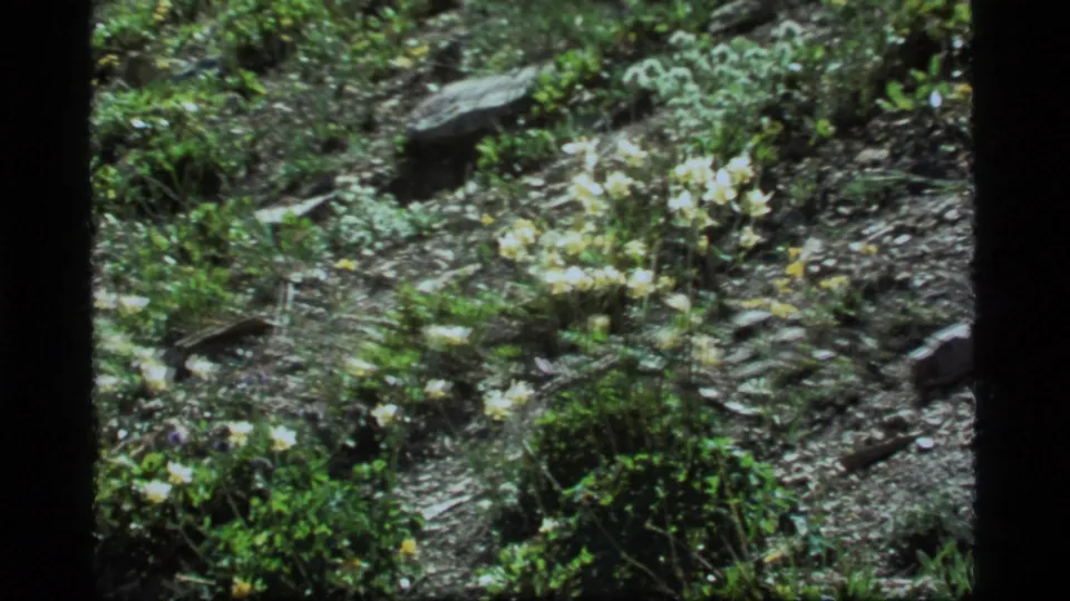 Faded 8mm view of Sapphire Lake ground cover with clustered pale flowers, yellow blooms, stones, and leaf textures.