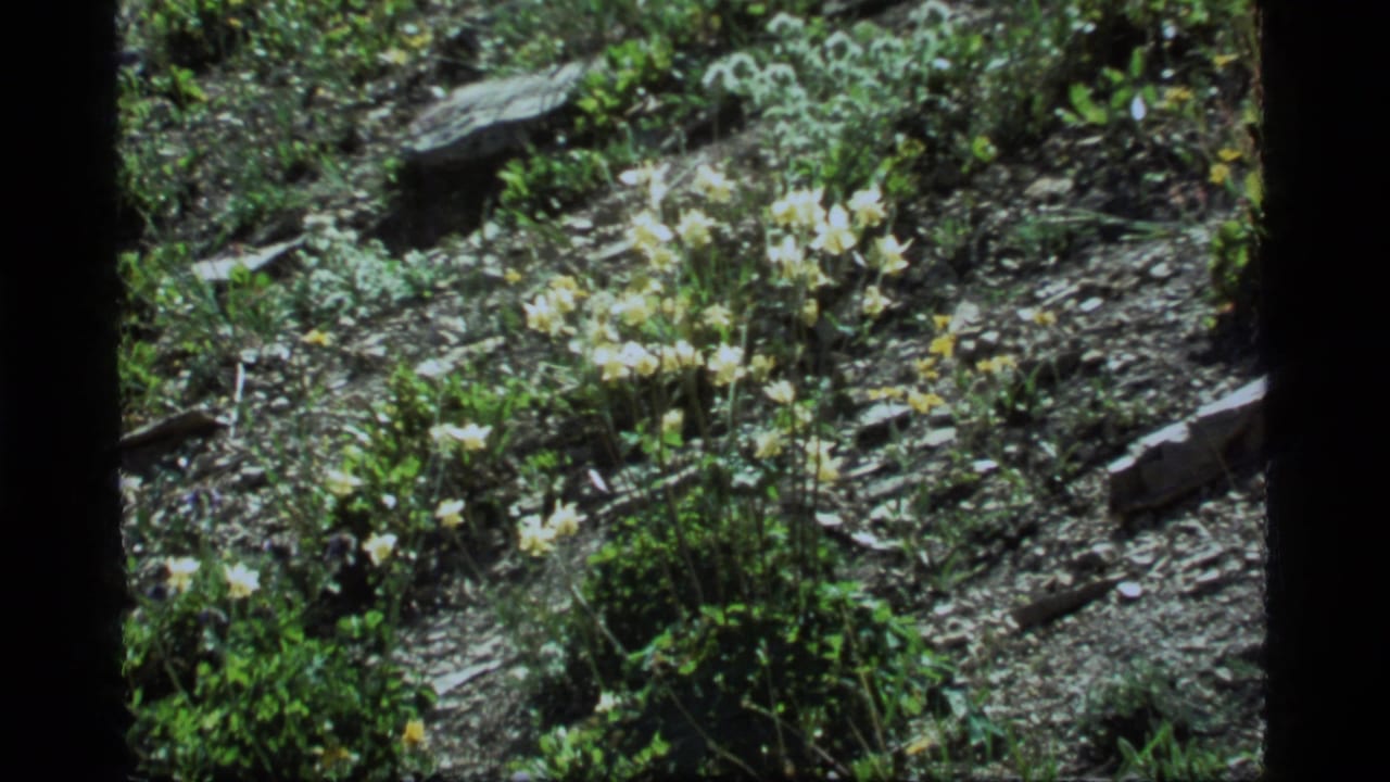 Pale wildflowers growing among rocks and green plants on a sunlit slope.