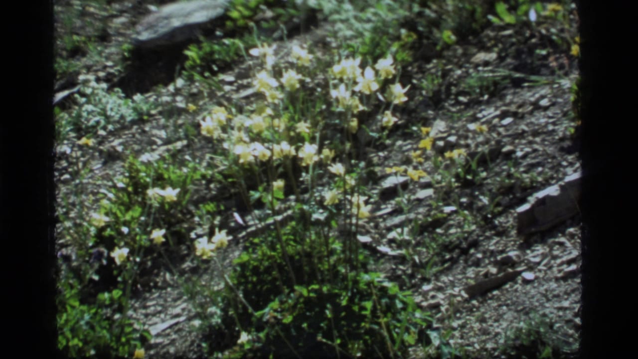 Sapphire Lake, Montana 8mm footage showing a cluster of pale wildflowers on rocky soil with small green plants nearby.