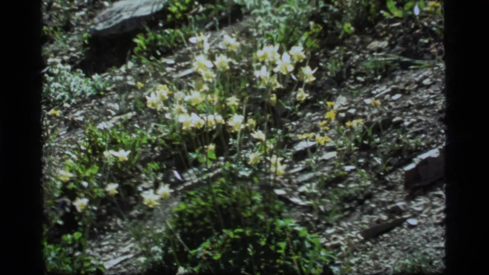 1977 home-movie frame from Sapphire Lake with white and yellow wildflowers, low greenery, and stones on a rugged slope.