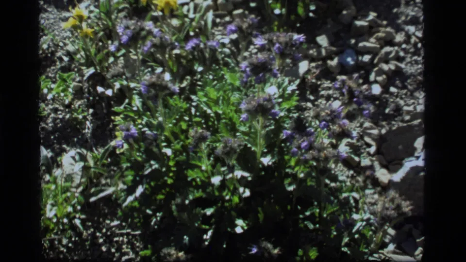 Sapphire Lake, Montana frame showing purple wildflowers, green foliage, pebbled soil, and the dark border of 8mm film.
