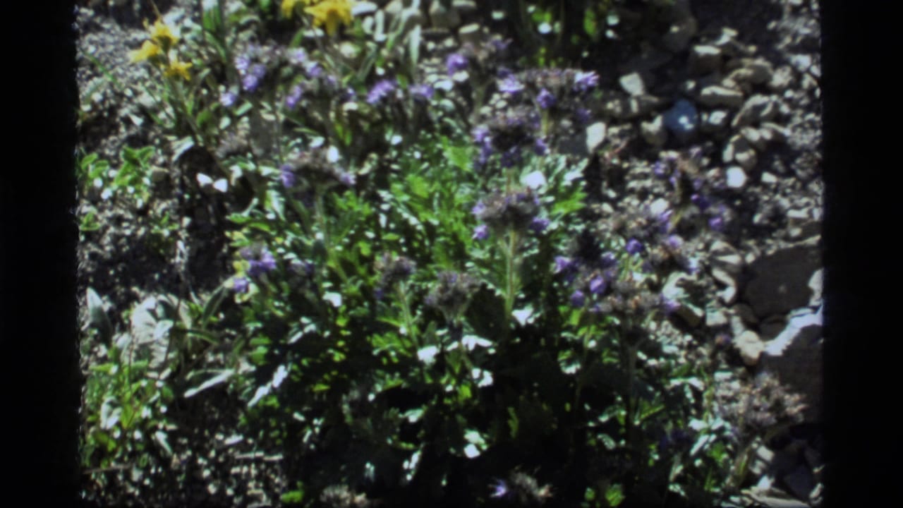 Close 1977 8mm view of purple wildflowers and foliage among rocks at Sapphire Lake, Montana, based on supplied metadata.