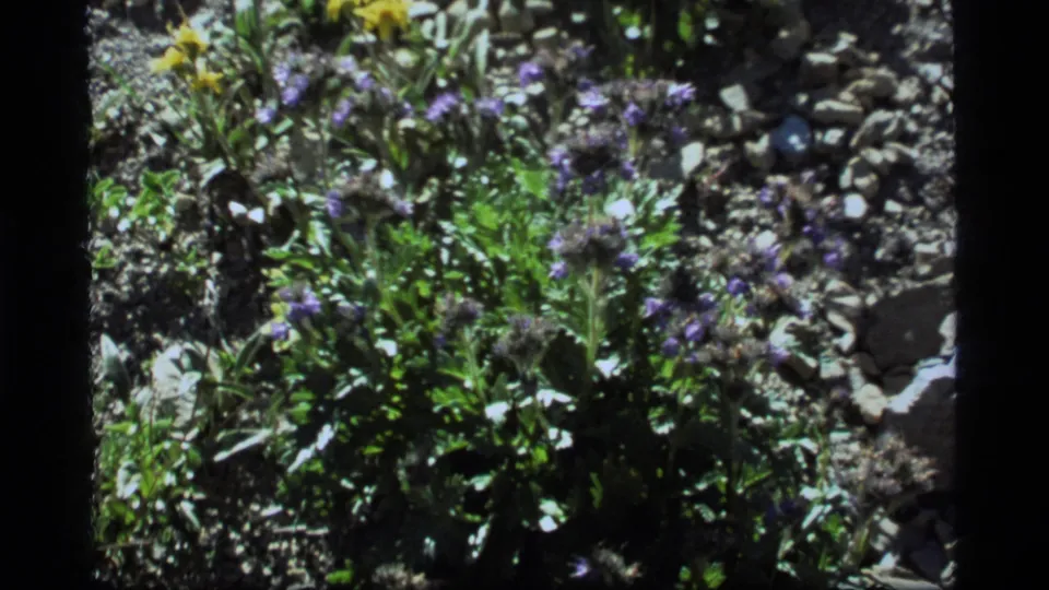 Close 1977 8mm view of purple wildflowers and foliage among rocks at Sapphire Lake, Montana, based on supplied metadata.