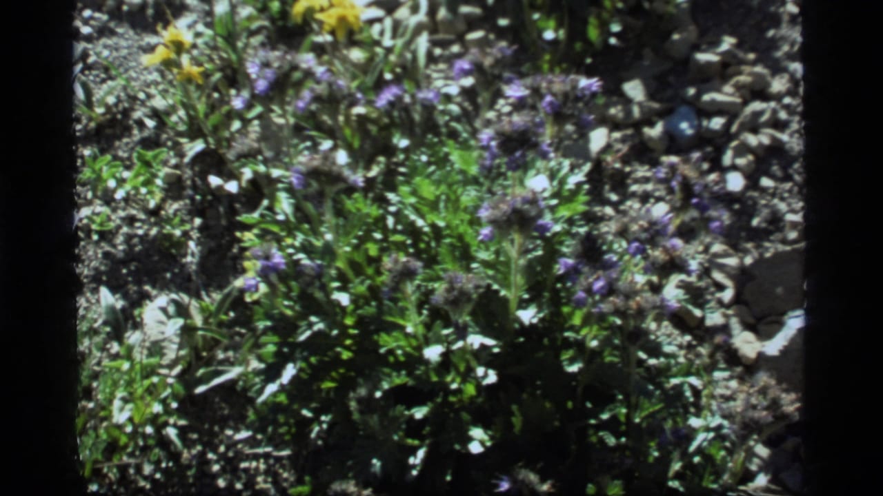 Cluster of purple wildflowers and leafy plants on rocky terrain.