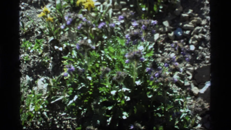 Purple wildflowers and low green plants appear in a handheld 8mm close-up from Sapphire Lake, Montana, in 1977 metadata context.