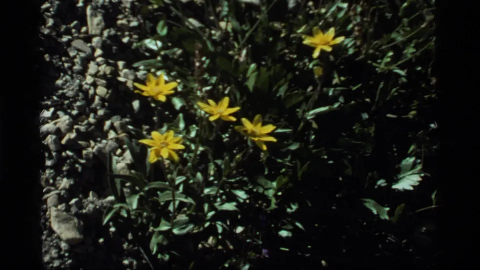 Yellow wildflowers stand out against dark green foliage and rocky ground in this 1977 8mm Montana nature close-up.
