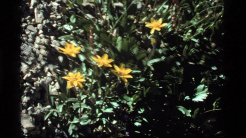 Several yellow wildflowers appear among leaves and stones in a handheld 8mm frame from Sapphire Lake, Montana, according to metadata.