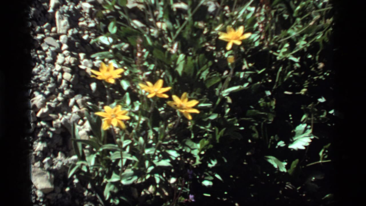 Yellow wildflowers at Sapphire Lake, Montana, framed close among green foliage and rocky ground on 8mm film.
