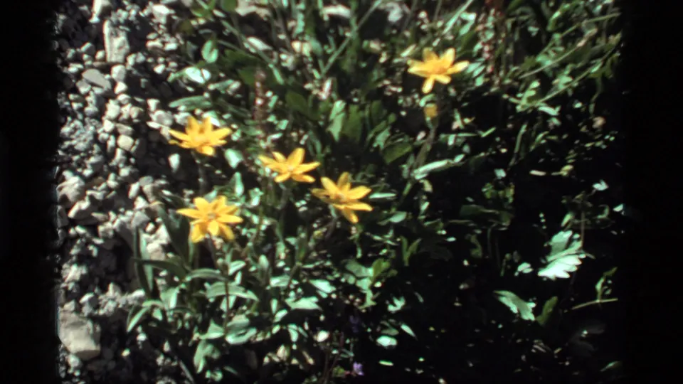 Yellow wildflowers at Sapphire Lake, Montana, framed close among green foliage and rocky ground on 8mm film.