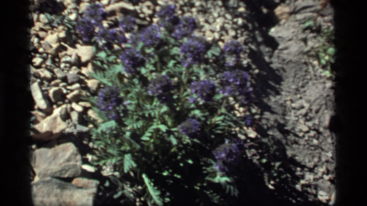 Purple wildflowers beside rocks and rough gray soil.