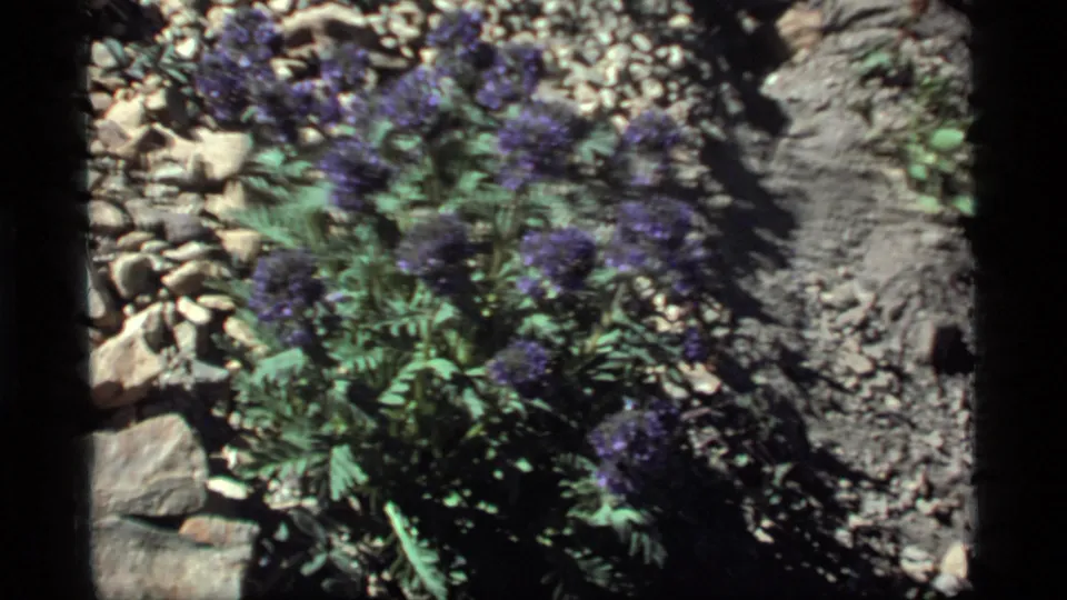 A handheld 8mm view of purple wildflowers, green leaves, stones, and gray soil at Sapphire Lake, Montana.