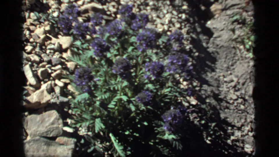 Purple wildflowers sway amid rocks and low green foliage in 1977 8mm footage from Sapphire Lake, Montana.