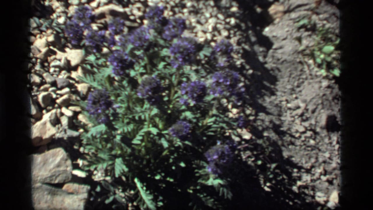 1977 8mm Montana home-movie frame showing purple wildflowers and leaves in a rocky meadow at Sapphire Lake.