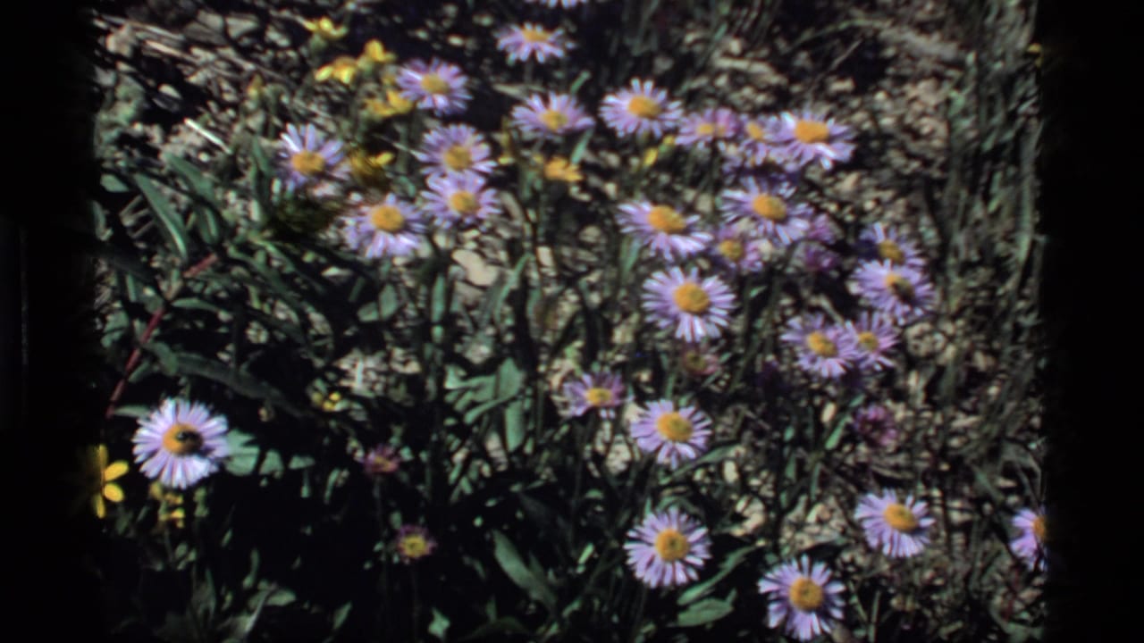 Close 8mm view of purple daisy-like wildflowers with yellow centers in a rocky Sapphire Lake meadow.