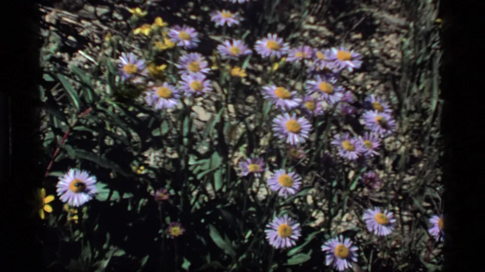 Close 8mm view of purple daisy-like wildflowers with yellow centers in a rocky Sapphire Lake meadow.