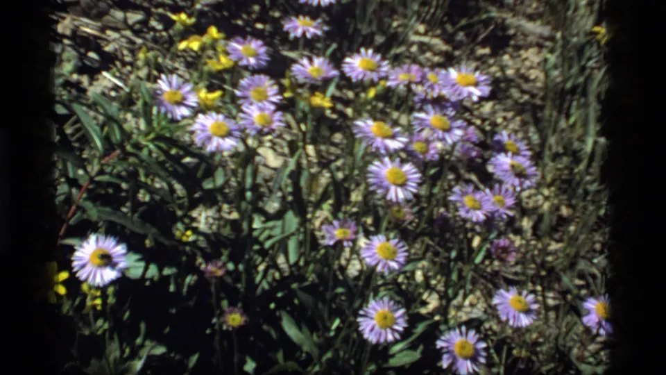 Vintage 8mm frame of purple and yellow wildflowers scattered across rocky meadow ground in Montana.