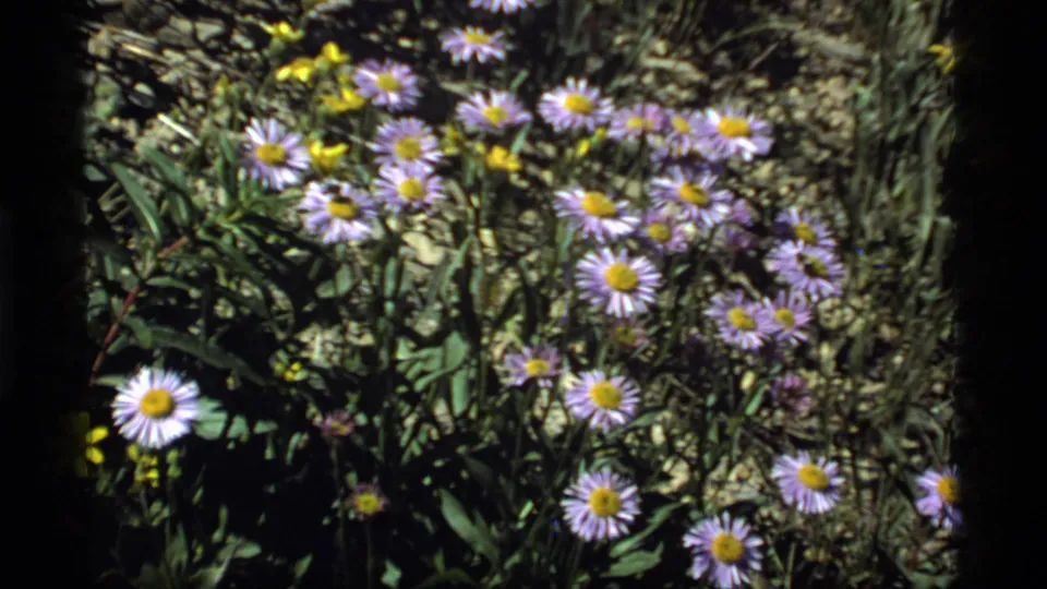 Sapphire Lake 8mm home-movie close-up of purple wildflowers with yellow centers among stones and grasses.