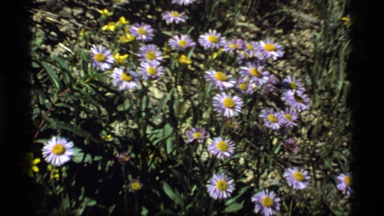 1977 Sapphire Lake, Montana 8mm frame showing purple asters in sunlit meadow foliage with rocky ground behind them.