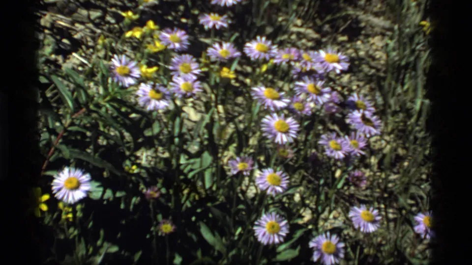 1977 Sapphire Lake, Montana 8mm frame showing purple asters in sunlit meadow foliage with rocky ground behind them.