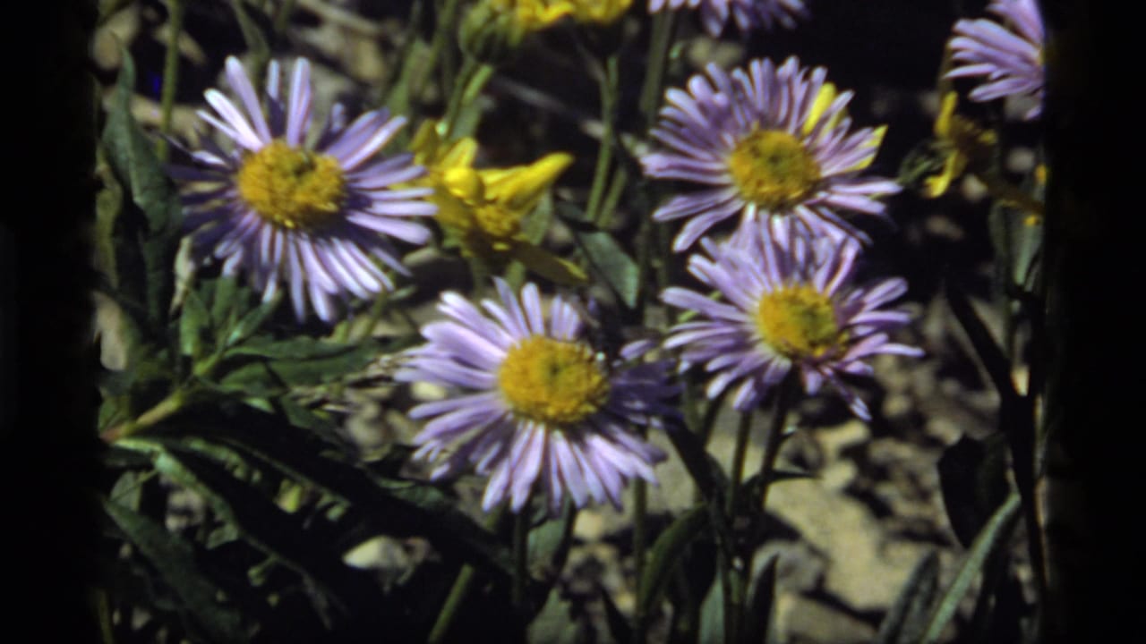 Close 8mm view from Sapphire Lake, Montana, with purple asters, yellow flowers, green stems, and rocky meadow ground.