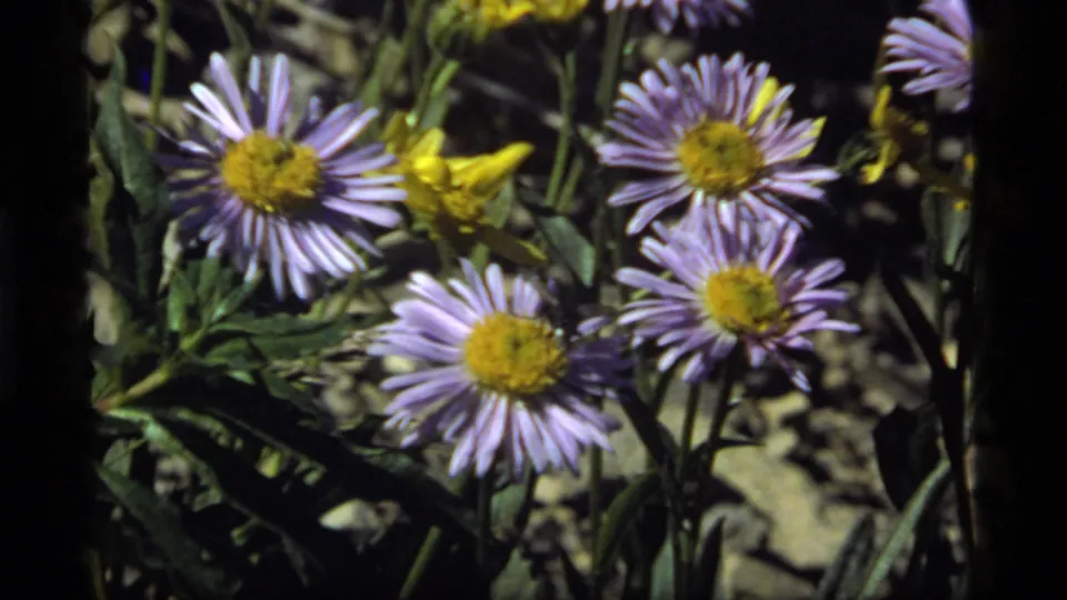 Close 8mm view from Sapphire Lake, Montana, with purple asters, yellow flowers, green stems, and rocky meadow ground.