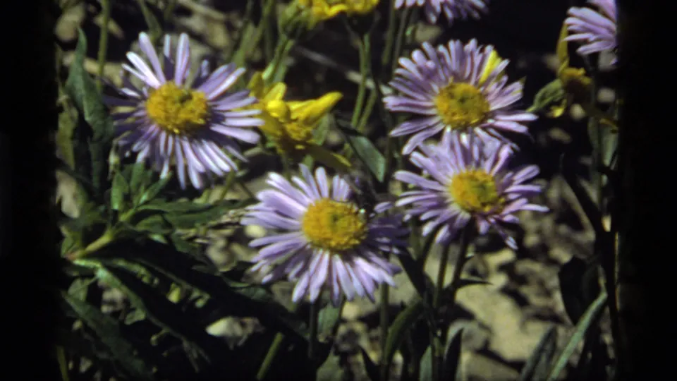 1977 Sapphire Lake meadow close-up showing multiple purple asters with yellow centers beside green leaves and stones.