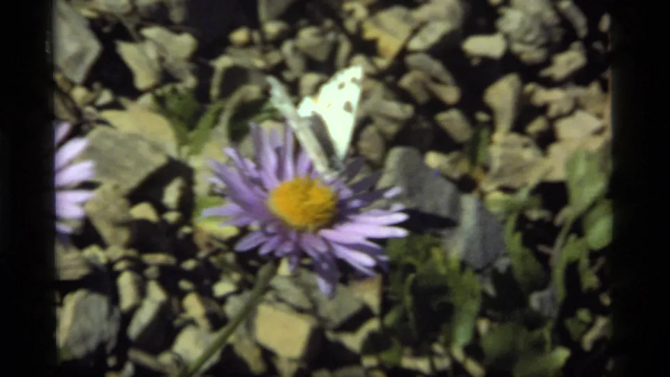 Sapphire Lake, Montana 8mm frame with a white spotted butterfly beside a purple aster on rocky meadow ground.