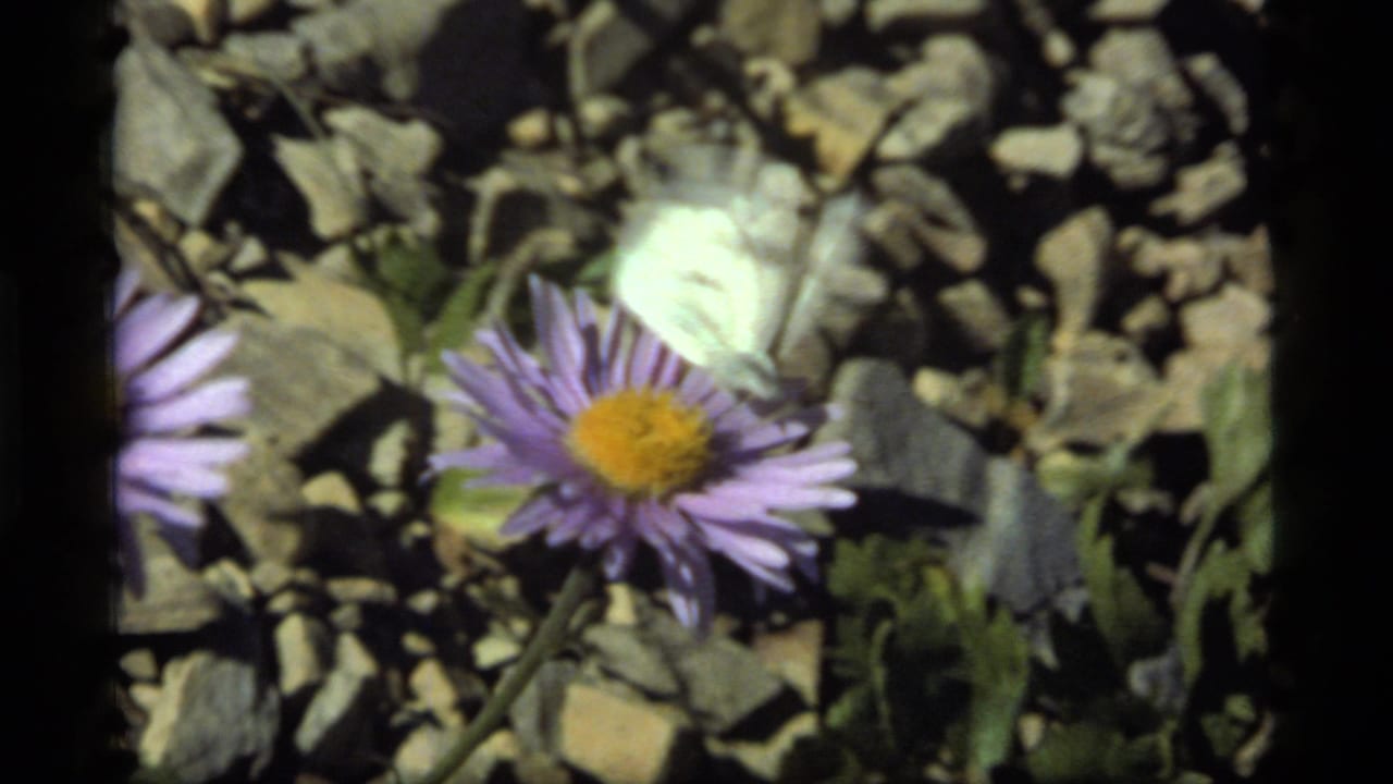 1977 Sapphire Lake, Montana 8mm frame showing a pale butterfly above a purple wildflower among leaves and stones.