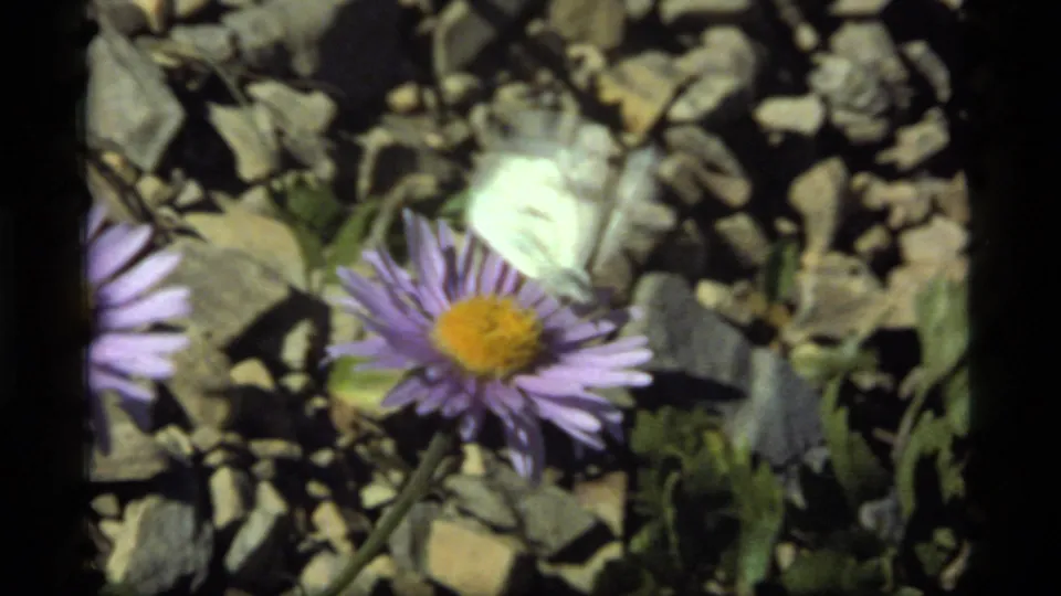 1977 Sapphire Lake, Montana 8mm frame showing a pale butterfly above a purple wildflower among leaves and stones.