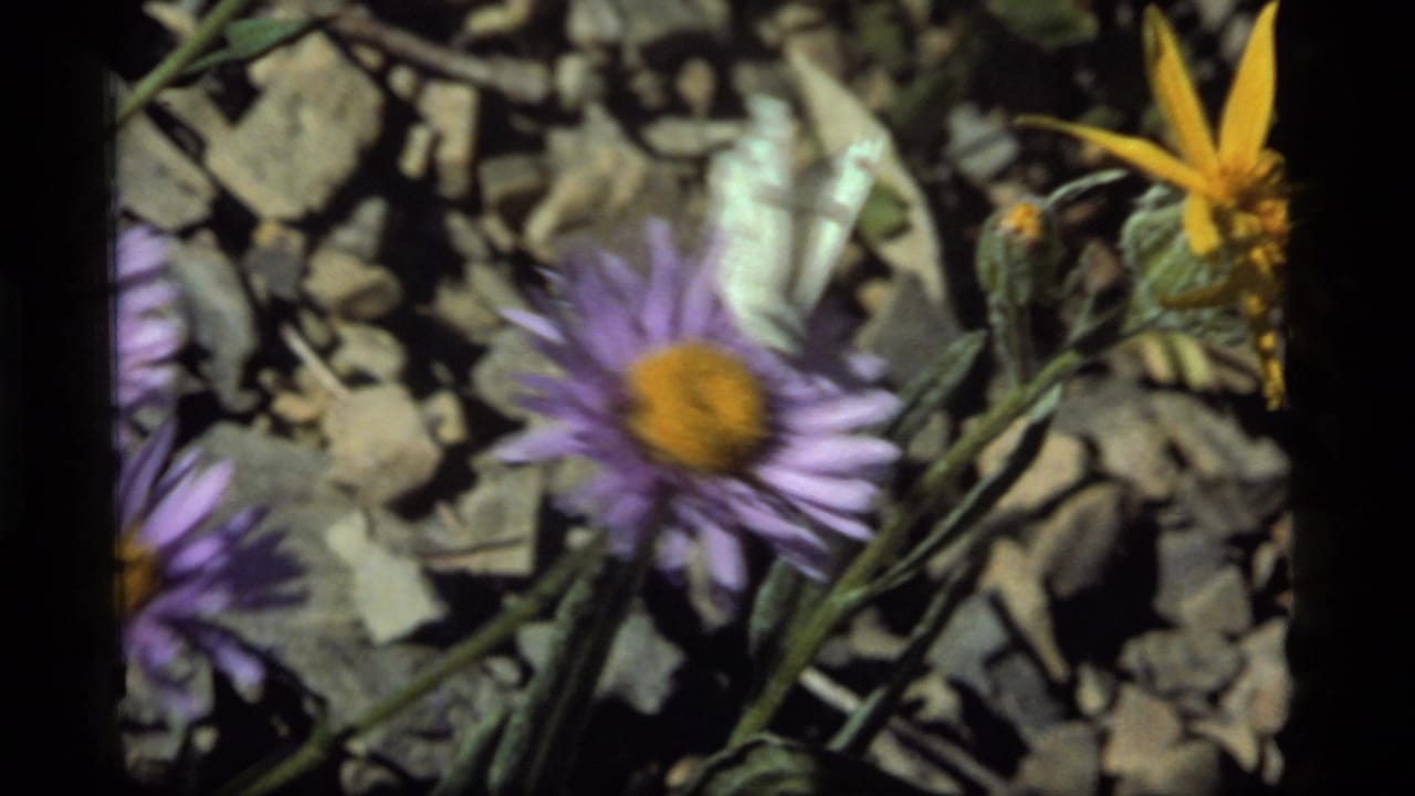 Butterfly over purple flowers with a yellow bloom at the edge.