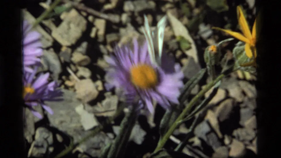 1977 Sapphire Lake, Montana 8mm frame with motion blur as a pale butterfly passes over a purple flower near a yellow bloom.