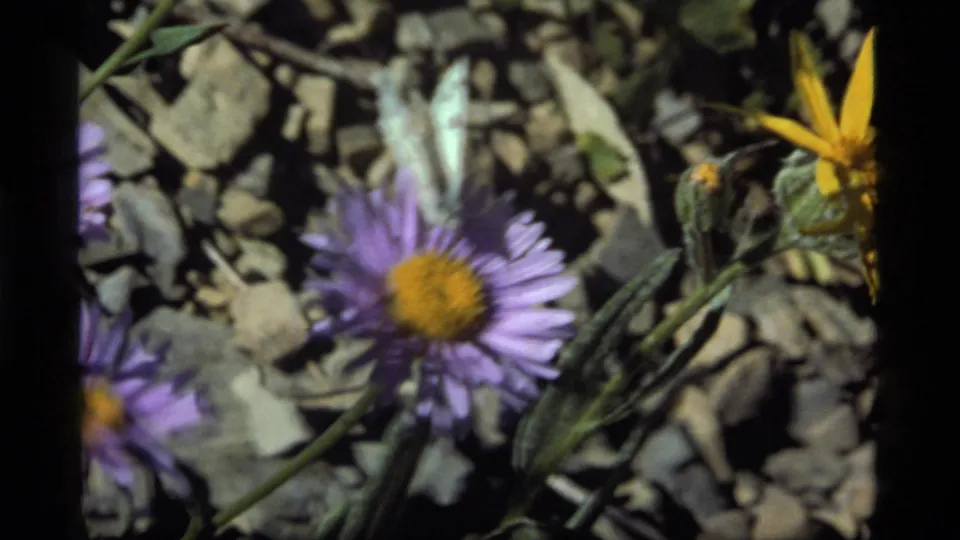 1977 Sapphire Lake, Montana frame showing a pale butterfly above a purple wildflower, with dry leaves and rocks behind it.