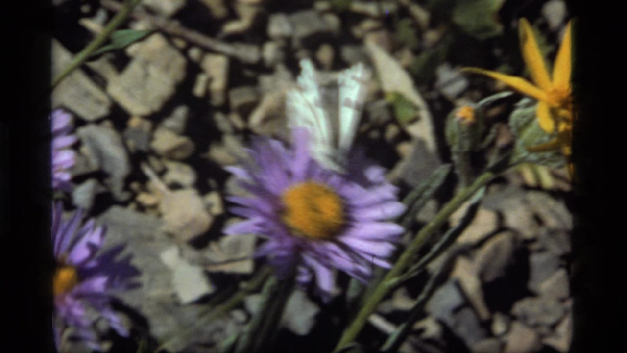 1977 8mm frame from Sapphire Lake, Montana showing a pale butterfly hovering near purple wildflowers on rocky soil.