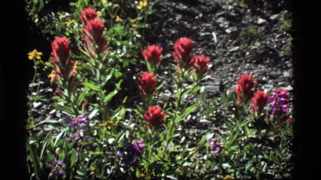 Red wildflowers and scattered purple and yellow blooms growing from rocky soil.