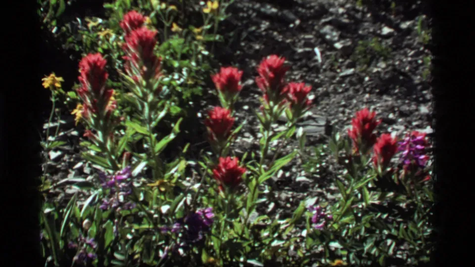 1977 8mm frame at Sapphire Lake showing red wildflower clusters, purple blossoms, green foliage, and dark rocky soil.