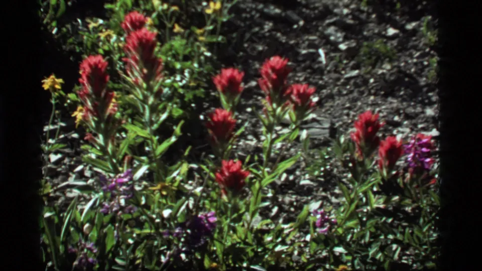 1977 8mm Sapphire Lake frame with red wildflowers, low purple blossoms, green leaves, and high-contrast rocky soil.
