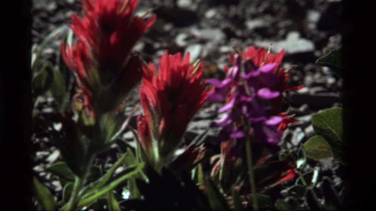 1977 8mm frame from Sapphire Lake, Montana showing red and purple wildflowers close to the camera in bright sun.
