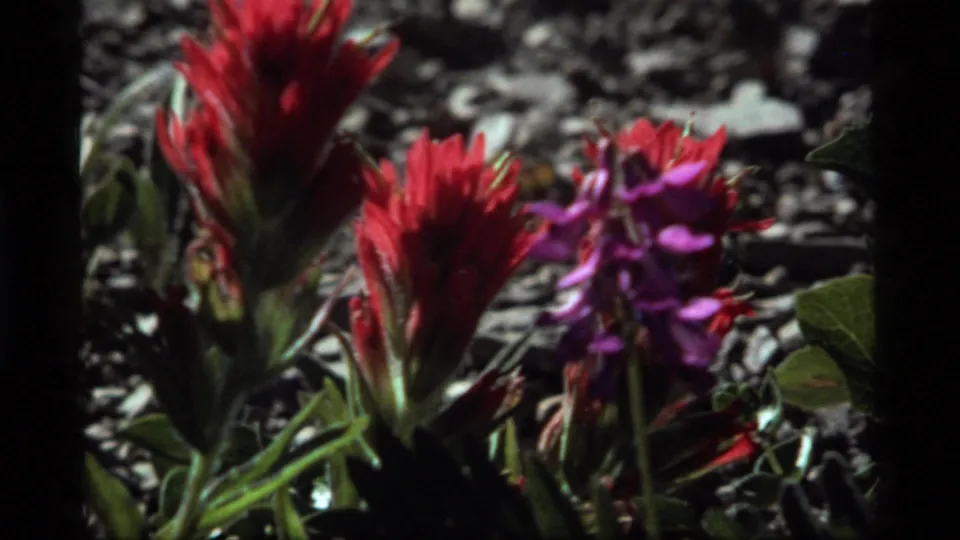 1977 8mm frame from Sapphire Lake, Montana showing red and purple wildflowers close to the camera in bright sun.