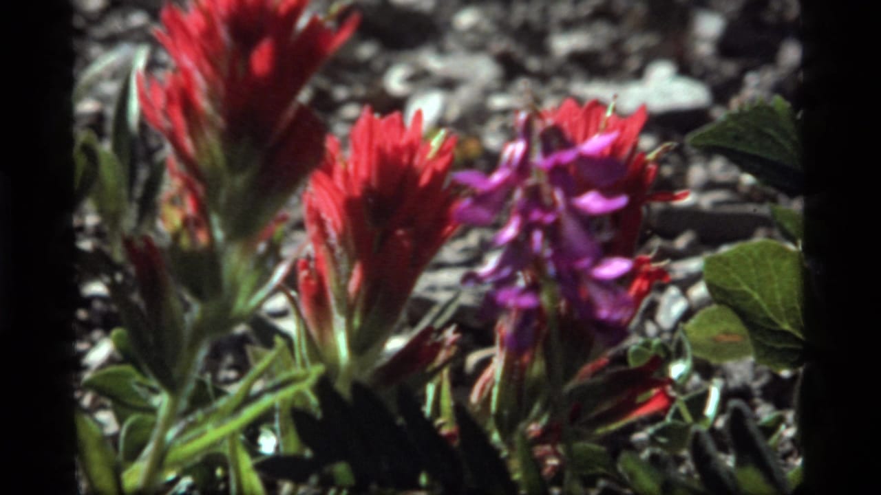 Soft close-up of red wildflowers with purple blossoms behind them.