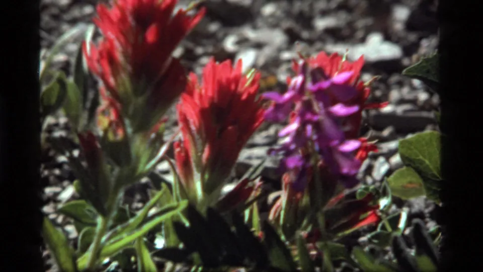 1977 8mm Sapphire Lake nature frame showing red flower spikes, purple blossoms, leaves, and sunlit rocky soil.