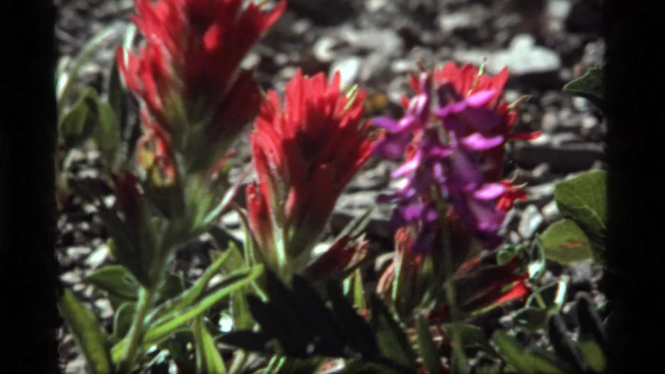 Montana 1977 8mm frame of wildflowers near Sapphire Lake, with red spikes, purple petals, green leaves, and rocky ground.