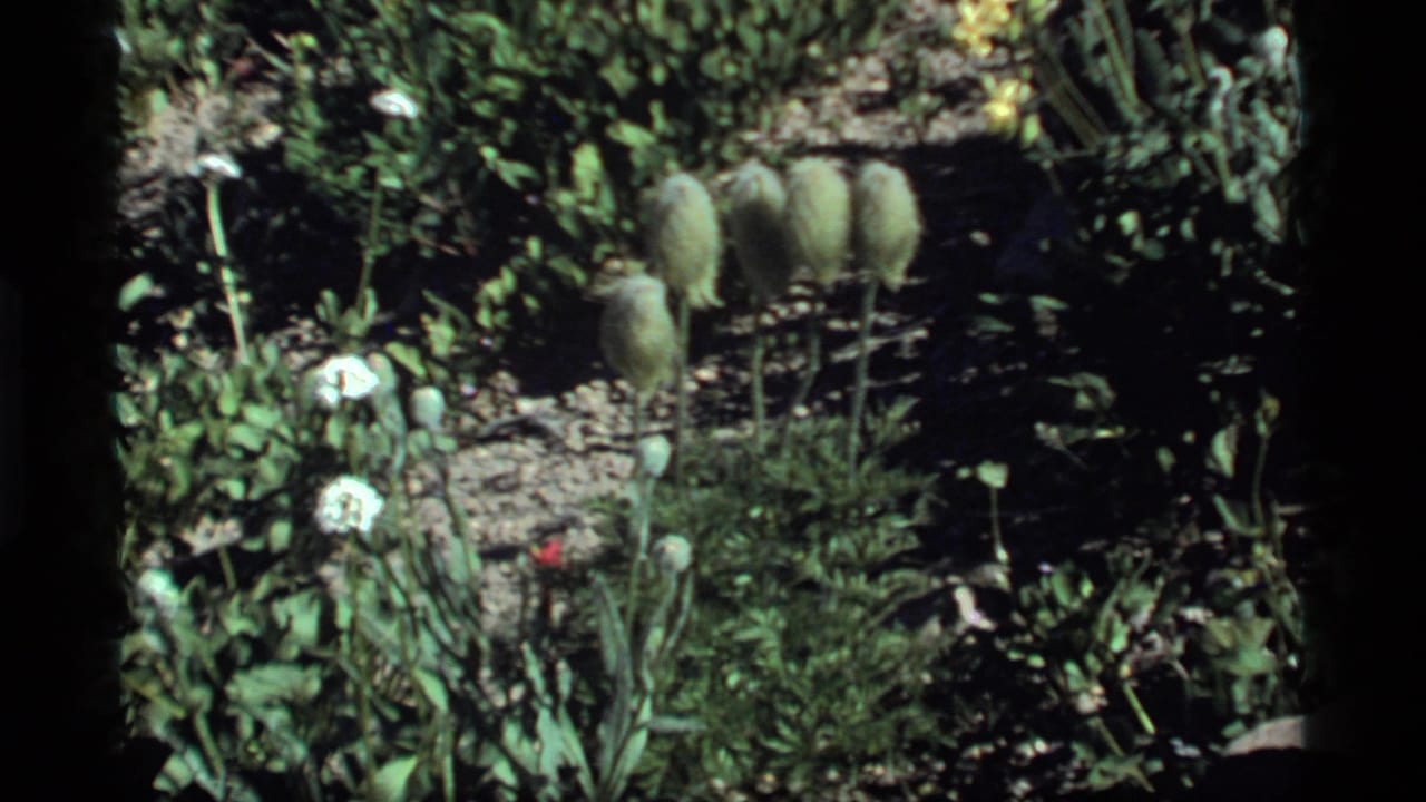 Tall fuzzy green seed pods and white flowers in a sunlit garden bed.