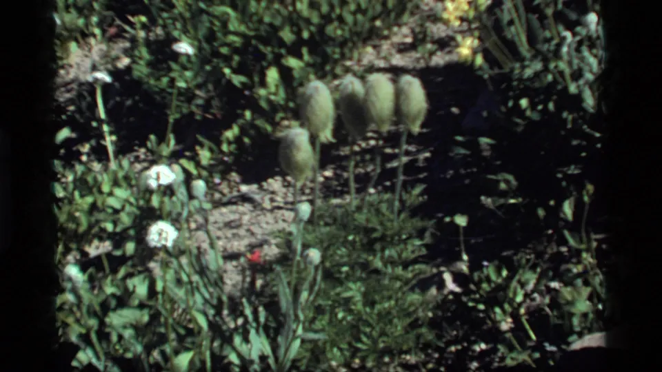 1977 Sapphire Lake garden view with tall fuzzy green seed pods, white flowers, gravel soil, and surrounding foliage.